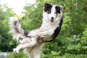 Comment apprendre une nouvelle commande à mon chien