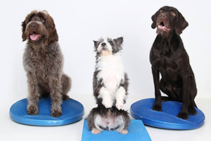 Cours : ABC du fitness canin