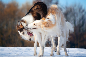 Comprendre et résoudre l’agression entre chiens d’un même foyer