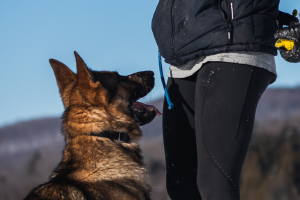 Planifier ses entraînements pour faire progresser son chien et ceux de ses clients !