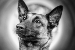 Résilience & gestion des émotions chez le chien