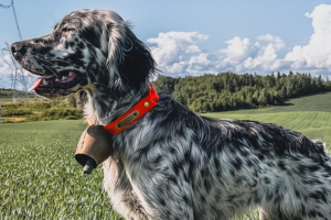 Chiens de chasse, de berger & pa﻿trons-moteurs de prédation