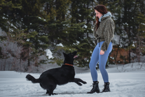 Les fondations de votre prochain chiot de sports canins