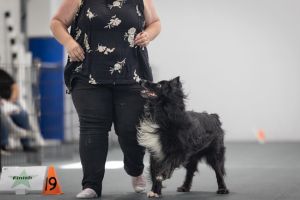 Au-delà des apparences : lecture du chien lors d'utilisation des méthodes d'entraînement 