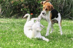 Contacts canins : L’art des premières impressions