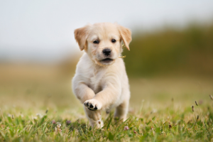 Cours : Maternelle & socialisation pour les chiots