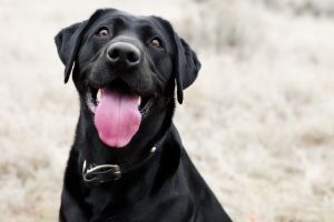 Sociabilité & résilience émotionnelle chez le chien