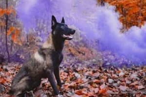 Formation intensive : Les principes fondamentaux de l'éducation & de la modification comportementale