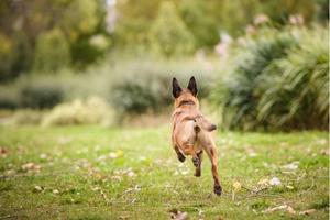 [PREMACK] Notions de base et avancées pour prendre le contrôle des distractions