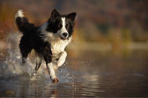 Liberté sans limites : Sans longe & sans barrières