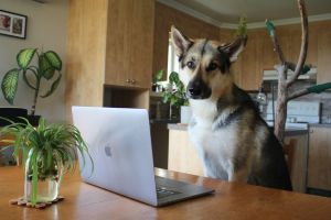 Levez les freins : Micro-stratégies pour déverrouiller le potentiel de votre entreprise canine