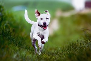 Rappel sur-mesure :  Méthodes adaptées à la race de chaque chien