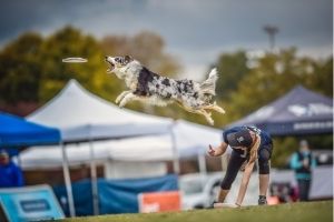 Cours : Initiation au Frisbee (Disque Freestyle) canin - du chiot à vos premières compétitions