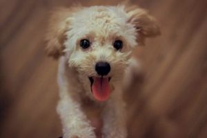 Webinaire – La gestion des émotions canines : plus complexe qu’on le croit