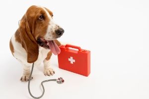 Webinaire : Sauvez la vie de votre chien – Les premiers soins canins