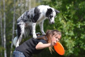 Webinaire – L’ABC du Freestyle canin