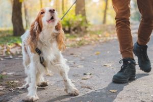 [Trousse complète] Au secours, mon chien est réactif ! –  Une formation complète pour une réhabilitation optimale