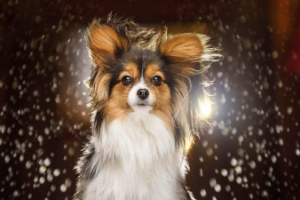 Webinaire : Comment obtenir une photo de chien badass à chaque séance