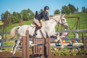 Webinaire – Les fondations du travail en R+ du cheval