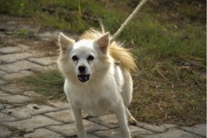 Module avancé : Scénarios structurés pour chiens réactifs
