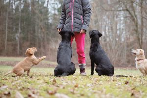 Science et systèmes de motivation complexes