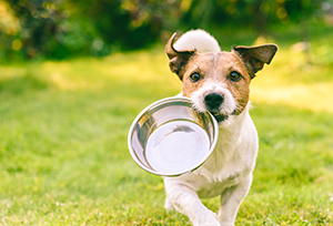 Webinaire : L’alimentation canine pour les chiens sportifs