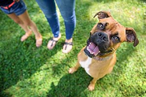 Conseils de pro : S.O.S. Mon chien est un ado !