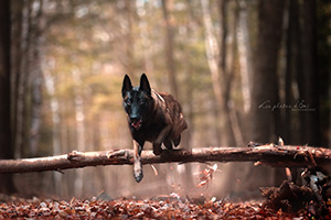 Webinaire : Les défis émotionnels chez le chien en compétition