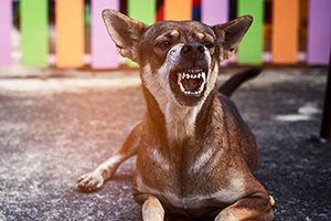 Formation intensive – Réactivité et agression canine pour les professionnels
