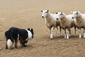 Webinaire : Débuter le herding comme un pro!