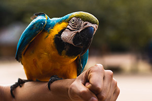 Webinaire – Face à l’inconnu : Le mystérieux langage des oiseaux exotiques