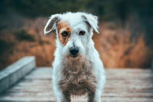 Stérilisation canine : prendre les bonnes décisions dans un contexte en pleine évolution