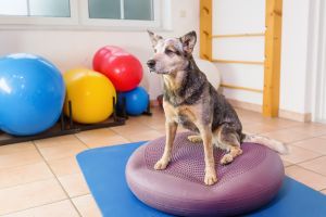 Introduction au Fitness Canin