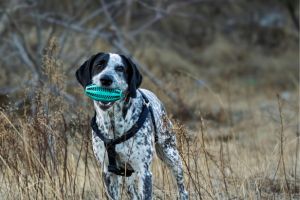 L’enrichissement — le premier chapitre de chaque intervention