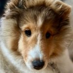 Le chien de berger : la vérité sur ses besoins physiques - Cynotopia