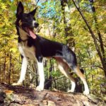 Éducation canine: L'agilité, un sport canin passionnant ! – Cours & Dressage  pour chien, comportement canin à Montréal et Québec !